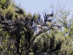 Rhipidura fuliginosa