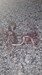 Crotaphopeltis hotamboeia