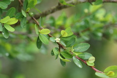 Erythroxylum delagoense
