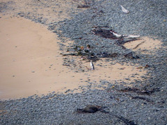 Megadyptes antipodes