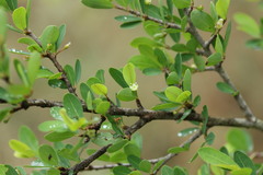 Erythroxylum delagoense