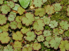 Hydrocotyle moschata moschata