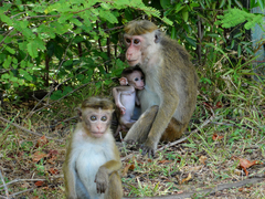 Macaca sinica