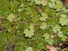 Hydrocotyle moschata moschata