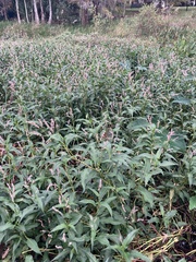 Persicaria glabra