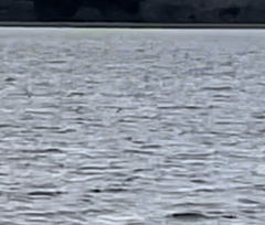 Gavia stellata