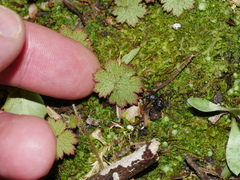 Hydrocotyle moschata moschata