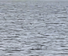 Gavia stellata