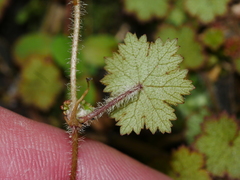 Hydrocotyle moschata moschata