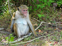 Macaca sinica