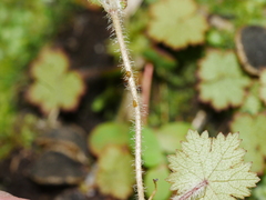 Hydrocotyle moschata moschata