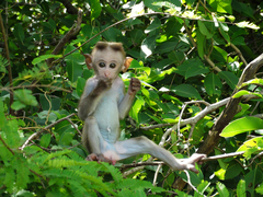Macaca sinica