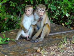 Macaca sinica