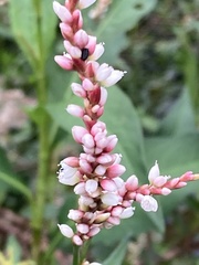 Persicaria glabra