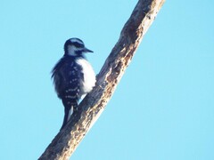 Dryobates villosus villosus