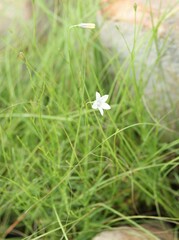 Wahlenbergia grandiflora