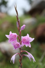 Gladiolus scabridus