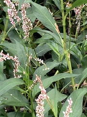 Persicaria glabra