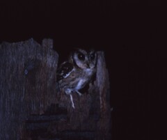 Otus bakkamoena