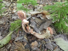 Clavariadelphus sachalinensis