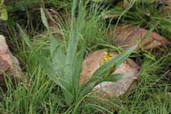 Hypoxis colchicifolia