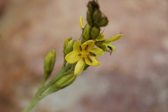 Hypoxis colchicifolia