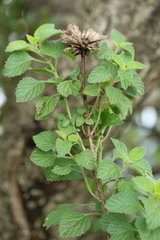 Leonotis ocymifolia