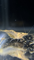Neocaridina palmata