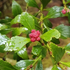 Phyllocladus aspleniifolius