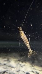 Neocaridina palmata