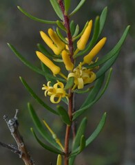 Persoonia virgata