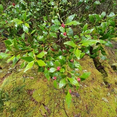 Phyllocladus aspleniifolius