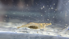 Neocaridina palmata