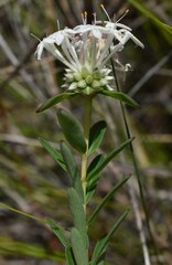 Pimelea linifolia linifolia