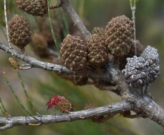 Allocasuarina thalassoscopica