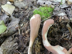 Clavariadelphus sachalinensis