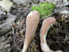 Clavariadelphus sachalinensis