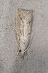 Calamotropha paludella