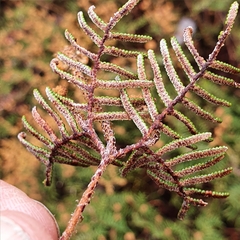 Gleichenia alpina