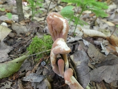 Clavariadelphus sachalinensis