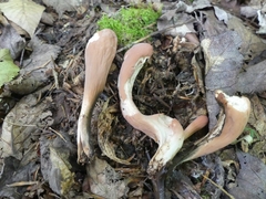 Clavariadelphus sachalinensis