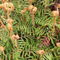 Gleichenia alpina