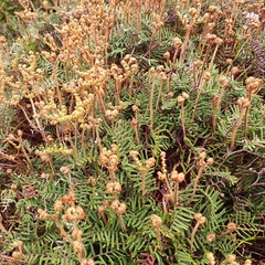 Gleichenia alpina