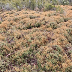 Gleichenia alpina