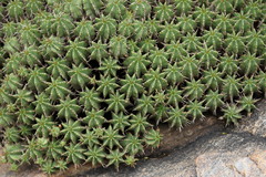 Euphorbia pulvinata