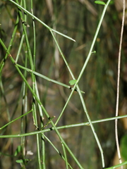 Carmichaelia australis
