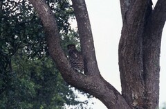 Ketupa zeylonensis