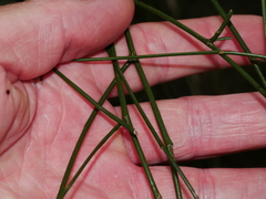 Carmichaelia australis