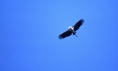 Leptoptilos javanicus