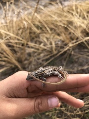Sceloporus brownorum